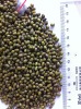 GREEN MUNG BEAN