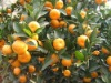 Nanfeng Baby Mandarin