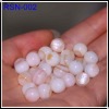 Chinese Freshwater Shell Pearl Nucleus/Pearl Nuclei