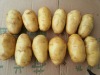 Fresh Holland potato