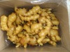 2011 crop fresh ginger