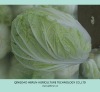 sale fresh chinese cabbage