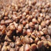 China Roasted Buckwheat 2010 crop