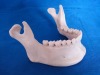 Mandible Model