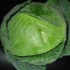 fresh cabbage