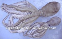 Frozen Octopus Ocellatus