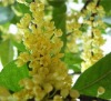 Osmanthus Concrete