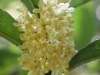 Osmanthus concrete/ Osmanthus Concrete