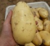 Fresh potato