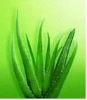 aloe vera pul