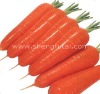 FRESH CHINESE CARROT