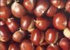 CHINA CHESTNUT