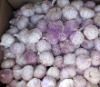 2012 new crop normal white garlic