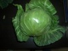 fresh green round cabbage