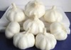 2012 China Shandong garlic with competitive price !