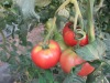 2012 new crop fresh tomato