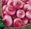 Chinese fresh onion