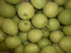 2010 New Crop of Shandong Pear