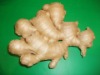 fresh Chinese ginger