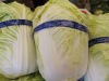 fresh chinese cabbage