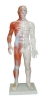 60cm male acupuncture and muscle model