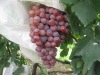 fresh red globe grape