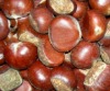 CHINA CHESTNUT