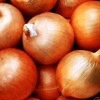 GanSu Yellow Onion