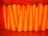 fresh carrots