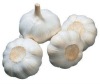 china white garlic