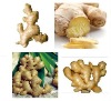 2012 Organic fat fresh ginger