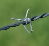 Galvanized barbed wire