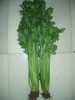 2011 shouguang fresh celery