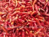 chinese dried chili