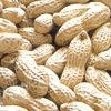 2012 new crop peanut in shell