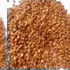 China Roasted Buckwheat 2010 crop