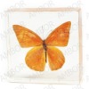 Novelty business gifts,butterfly paperweight