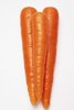 yellow fresh carrot for sale