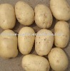 fresh potato