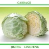 fresh cabbage