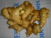 2011 crop fresh ginger