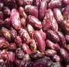 Purple Speckled Kidney Beans