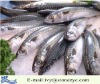 frozen indian mackerel for sall