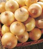 2012 chinese fresh onion