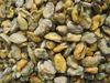 frozen cooked mussel meat