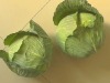 fresh Cabbage