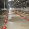 Automatic nipple drinking system for breeders and broilers