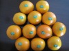 fresh Chinese navel orange