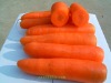 fresh carrot