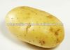 shandong fresh potato